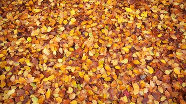 Blätter am Laubbaum im Herbst | Bild: colourbox.com
