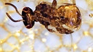 Insgesamt 36 Bienen hat das Team um Mónica M. Solórzano Kraemer vom Senckenberger Forschungsinstitut untersucht, darunter waren auch diese zwei in Baumharz eingeschlossenenen neuen Arten, die vermutlich bereits ausgestorben sind. | Bild: Senckenberg Forschungsinstitut und Naturmuseum Frankfurt