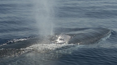 Wasserdampf strömt aus dem Atemloch eines Wals | Bild: colourbox.com