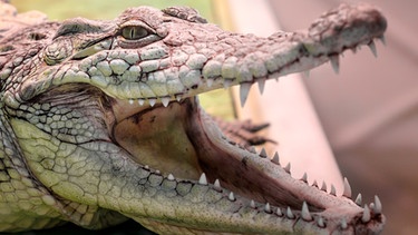 Ig-Nobelpreis 2020 für Akustik: Wissenschaftler konnten einen weiblichen chinesischen Alligator dazu bewegen, in einer mit Helium gefüllten luftdichten Kammer zu grölen. | Bild: colourbox.com