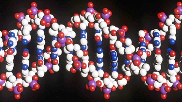 DNA-Strang | Bild: picture-alliance/dpa