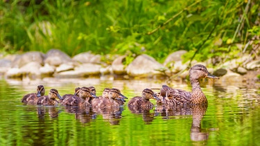 Entenküken schwimmen der Entenmutter hinterher. | Bild: colourbox.com