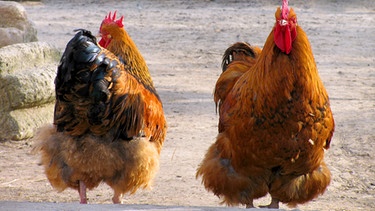 Zwei Hühner | Bild: colourbox.com