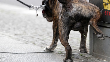 Hund pinkelt an Stromkasten | Bild: picture-alliance/dpa