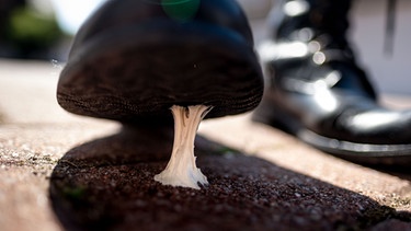 Ein Kaugummi-Rest auf dem Asphalt klebt an einem Schuh. Welche Bakterien sich auf ausgespuckten Kaugummis befinden - diese Studie wurde mit einem Ig-Nobelpreis 2021 ausgezeichnet. | Bild: picture alliance/dpa | Peter Steffen