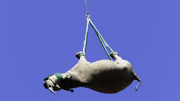 Ein Nahorn wird kopfunter an einem Hubschrauber hängend transportiert. Ob das die sicherere Variante ist, haben Forscher im Experiment zu erkunden gesucht - und dafür einen Ig-Nobelpreis 2021 erhalten. | Bild: picture alliance / M.Harvey/WILDLIFE | M.Harvey/WILDLIFE