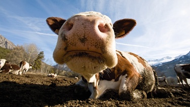 Kuh auf der Alm liegend: Wie wahrscheinlich ist es, dass eine Kuh aufsteht, wenn sie liegt? Für die Antwort gab es einen Ig-Nobelpreis 2013 | Bild: colourbox.com