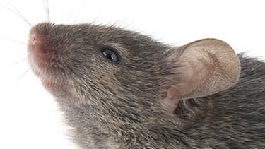 Maus: Welche Wirkung Klassik auf Mäuse hat, die eine Herztransplantation hatten, wurde auch schon erforscht. Ig-Nobelpreis 2013 dafür. | Bild: colourbox.com