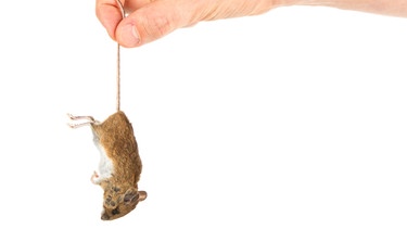 eine tote Maus: Ein Ig-Nobelpreis 2013 ging an Forscher, die tote Mäuse kochten und unzerkaut herunterschluckten | Bild: colourbox.com