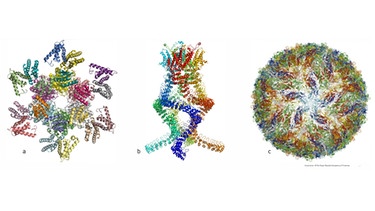 3D-Strukuren von Biomolekülen | Bild:  Johan Jarnestad/The Royal Swedish Academy of Sciences