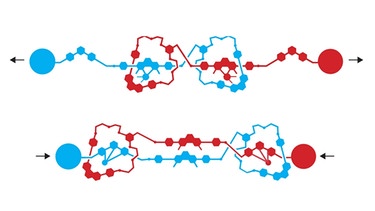 Grafik: Elastische molekulare Struktur: Sir J. Fraser Stoddart erzeugte einen molekularen Muskel, der sich kontrolliert strecken und zusammenziehen kann. Dafür erhielt er den Nobelpreis für Chemie 2016 | Bild: Johan Jarnestad / The Royal Swedish Academy of Science