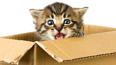 Junge Katze im Karton | Bild: colourbox.com