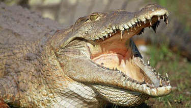 Krokodil | Bild: colourbox.com