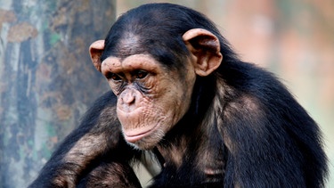 Mit dem Ig-Nobelpreis 2018 wurde eine Studie ausgezeichnet, wonach Schimpansen gerne und gut Menschen nachäffen. | Bild: colourbox.com