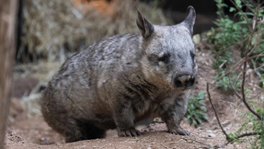 Wie und warum ist die Kacke von Wombats eigentlich würfelförmig? Für ihre Studie bekamen Wissenschaftler 2019 den Ig-Nobelpreis für Physik. | Bild: picture alliance/Xinhua