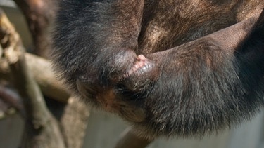 Schimpanse im Zoo | Bild: picture-alliance/dpa