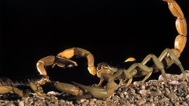 Skorpione beim Paarungstanz | Bild: picture-alliance / dpa | Bert Reisfeld