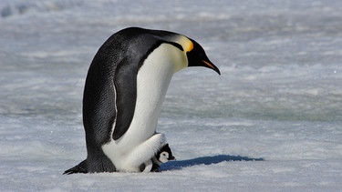 Pinguin mit Jungem im Schnee. | Bild: colourbox.com