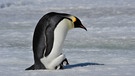 Pinguin mit Jungem im Schnee. | Bild: colourbox.com