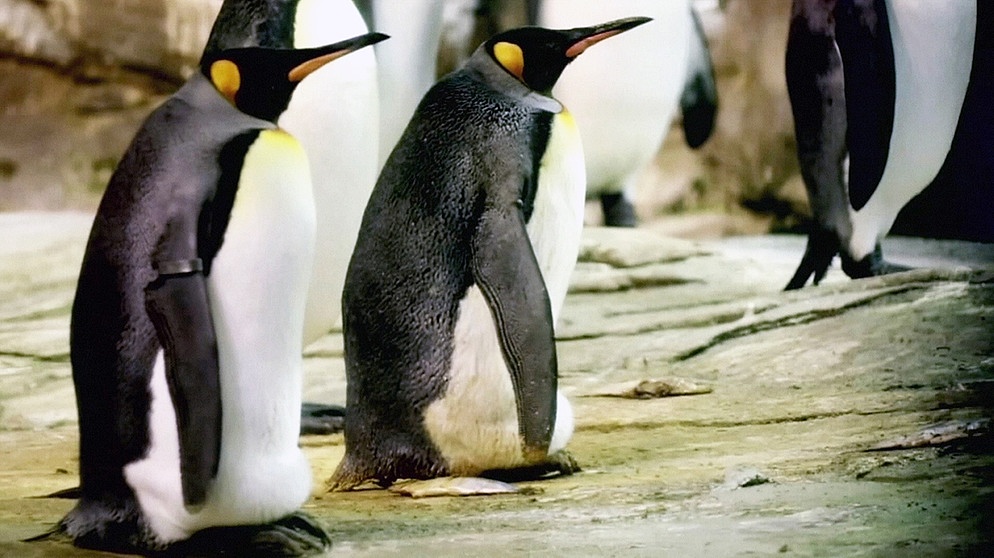 Brütender Pinguin mit männlichen Partner. | Bild: BR/Gut zu wissen