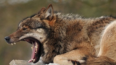 Wolf gähnt | Bild: picture-alliance/dpa