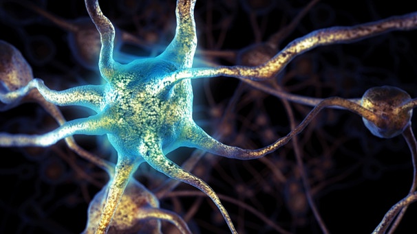 Neuronennetz, Signalübertragung im Gehirn, | Bild: picture-alliance/dpa