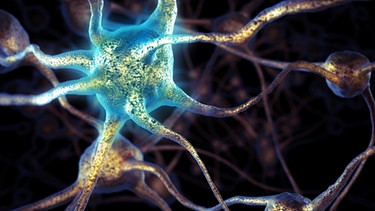 Neuronennetz, Signalübertragung im Gehirn. Unser Gehirn verändert sich ständig und hat die Fähigkeit, sich immer wieder neu zu strukturieren. Was passiert aber im Gehirn, wenn wir lernen? | Bild: picture-alliance/dpa