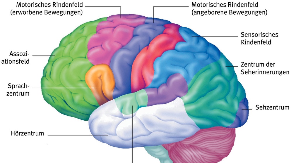 Wie wirkt Musik auf unser Gehirn? Die Grafik zeigt die äußerste Schicht des Gehirns, die Hirnrinde. Sie ist in erster Linie für bewusste Empfindungen und Handlungen zuständig. Karten des menschlichen Gehirns gab es schon einige, doch zum ersten Mal verknüpft nun ein Atlas der menschlichen Hirnrinde anatomische und funktionelle Daten.  | Bild: picture-alliance/dpa