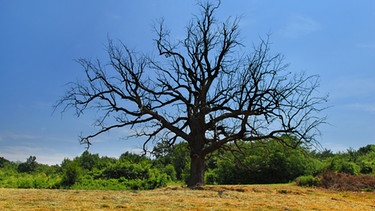 Ein blätterloser Baum steht in von der Sonne ausgedörrter Landschaft. | Bild: colourbox.com