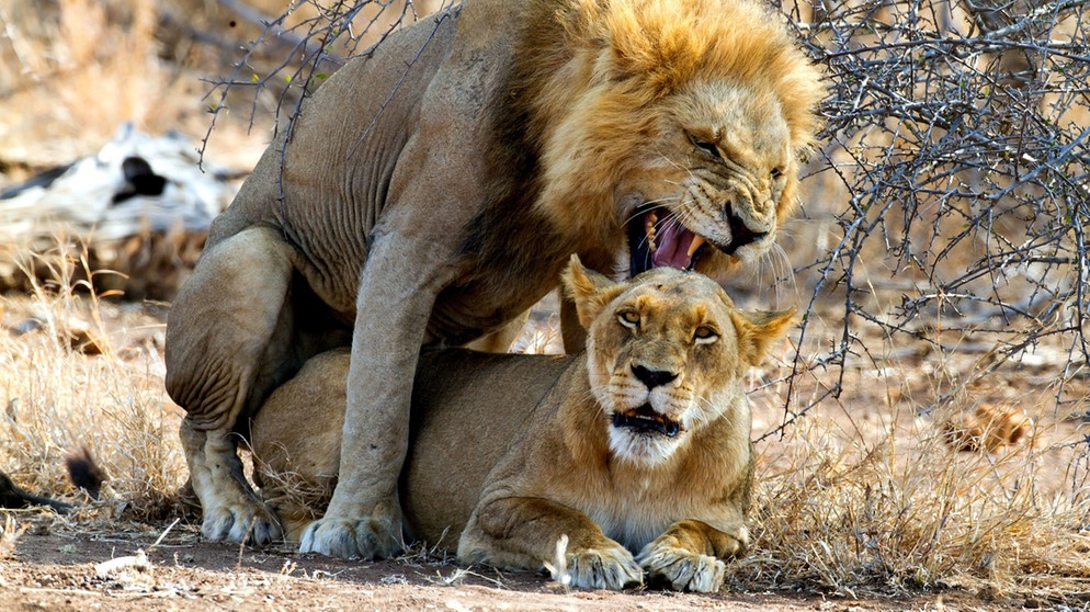 Kopulierende Löwen. Wann die Löwin Sex vom Löwen fordert. | Bild: picture alliance/blickwinkel/AGAMI/D. Shapiro