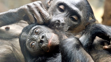 Bonobos beim Lausen | Bild: picture-alliance/dpa