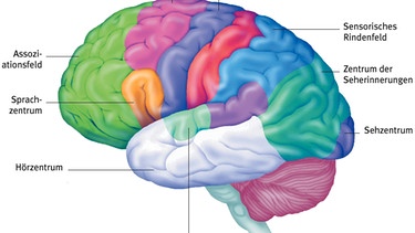 Wie wirkt Musik auf unser Gehirn? Die Grafik zeigt die äußerste Schicht des Gehirns, die Hirnrinde. Sie ist in erster Linie für bewusste Empfindungen und Handlungen zuständig. | Bild: picture-alliance/dpa