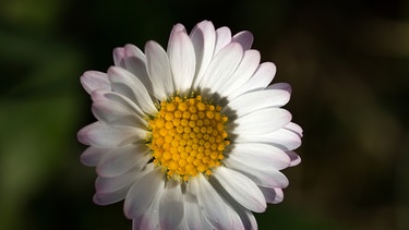 Weiße Blume | Bild: colourbox.com