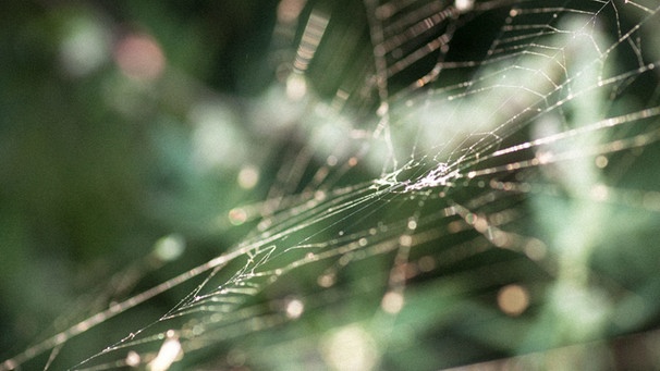 In einem Spinnennetz sind alle Fäden miteinander verbunden.  | Bild: picture-alliance/dpa/CHROMORANGE/Stephan Mentzner