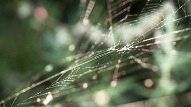 In einem Spinnennetz sind alle Fäden miteinander verbunden.  | Bild: picture-alliance/dpa/CHROMORANGE/Stephan Mentzner