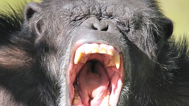 Schimpansen lassen sich von gähnenden Menschen anstecken | Bild: Uwe Anspach/dpa