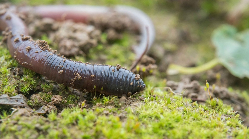 Europäische Regenwürmer verringern Insektenbestände in Wäldern Nordamerikas. | Bild: V. Gutekunst/idw