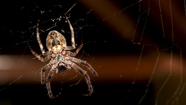Eine Spinne im Netz. Das Gift von Spinnen kann auch Menschenleben retten. | Bild: colourbox.com