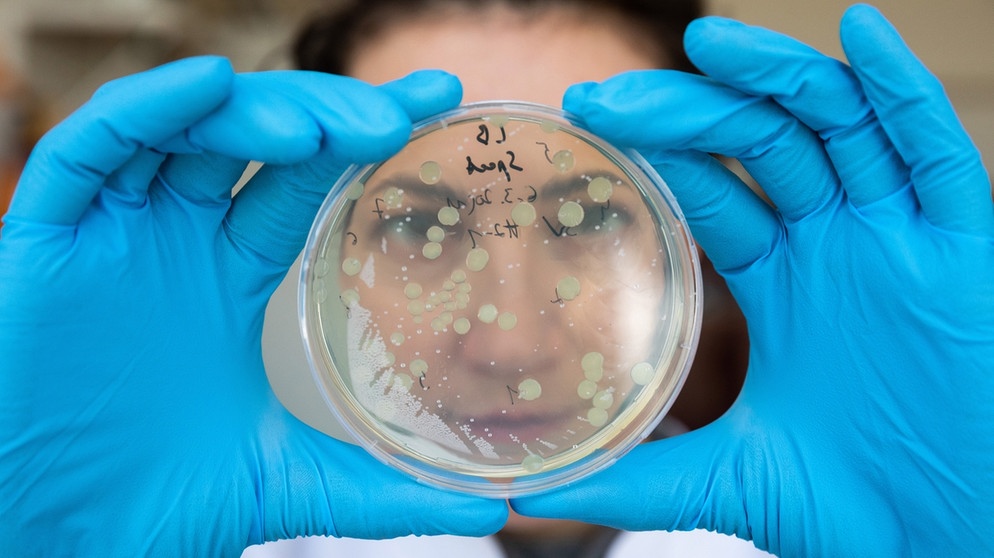 Mitarbeiterin in einem Labor kontrolliert das Wachstum von Bakterien in einer Petrischale. | Bild: picture-alliance/dpa/TASS/Ivan Yudin