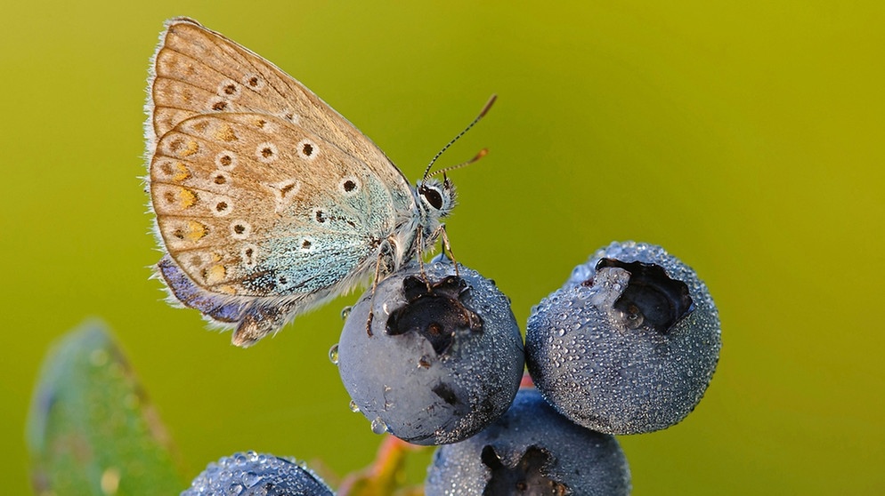 Nahezu alle Bläuling-Arten Mitteleuropas gehten als gefährdet. Viele der Schmetterlings-Männchen der europäischen Arten haben blau gefärbte Flügeloberseiten.   | Bild: picture alliance / Bildagentur-online/Rolfes-McPhot | Bildagentur-online/Rolfes-McPhoto