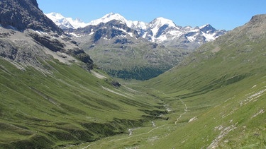Blick aus dem Val da Fain auf den Piz Bernina in der Schweiz. Die Alpenhöhen werden durch den Klimawandel deutlich grüner, die Schneemenge nimmt dagegen ab. | Bild: Sabine Rumpf