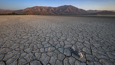 Ein toter Vogel liegt auf den Rissen einer ausgetrockneten Bodenfläche eines Sees; Klimawandel; WWA-Studie | Bild: picture alliance / AA | Ozkan Bilgin