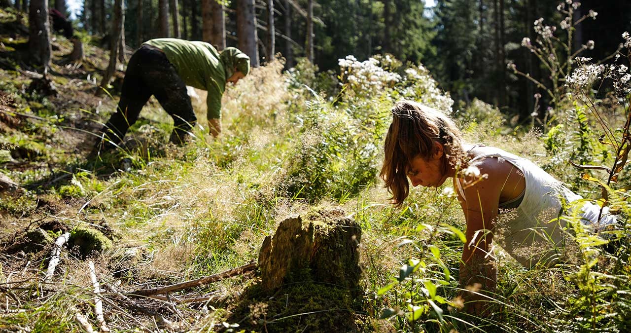 Im Bergwaldprojekt sind bereits mehr als 2,5 Millionen Bäume gepflanzt worden. | Bild: BR