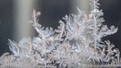 Eine Eisblume (Eiskristall, Schneeflocke) in Nahaufnahme | Bild: Wunibald Wörle