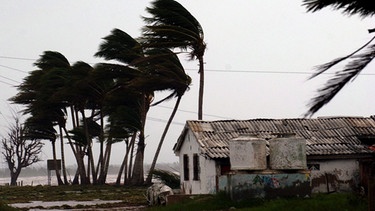 Palmen im Hurrikan | Bild: picture-alliance/dpa