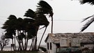 Palmen im Hurrikan | Bild: picture-alliance/dpa