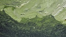 Eine künstlich erzeugte Algenblüte soll das Treibhausgas Kohlendioxid fressen | Bild: picture-alliance/dpa
