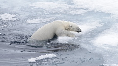 Ein Eisbär klettert auf eine Eisscholle. Ohne den Golfstrom wäre es bei uns im Schnitt mehrere Grad kälter. Klimaforscher erwarten, dass der Golfstrom schwächer wird - mit zum Teil dramatischen Folgen. | Bild: colourbox.com/Alexey Sedov