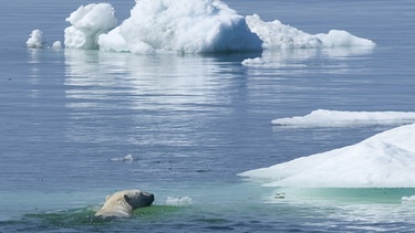 Ein Glück für Europa, dass es den Golfstrom gibt - sonst sähe es dort in vielen Teilen so aus wie in der Hudson Bay - mit Eisschollen und Eisbären. | Bild: picture-alliance/dpa