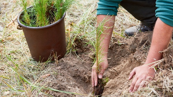 Mehr Bäume fürs Klima? Nicht alles können Bäume richten. Im Bild: Forstwirt beim Einpflanzen eines Kiefer-Setzlings.  | Bild: picture alliance/Zoonar/Robert Kneschke
